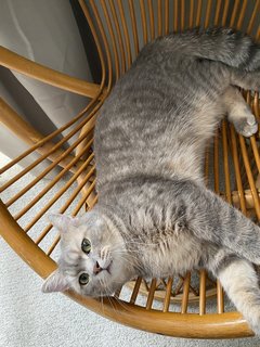 Milo (Not For Adoption) - British Shorthair Cat