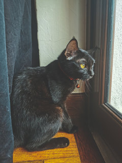 Shadow - Domestic Short Hair Cat