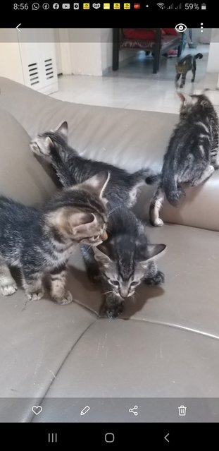 Bengal  Tabby Mixed  Kittens - Bengal + Tabby Cat