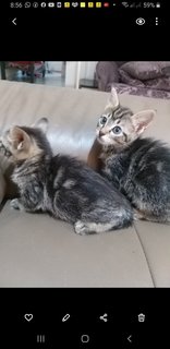 Bengal  Tabby Mixed  Kittens - Bengal + Tabby Cat