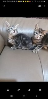 Bengal  Tabby Mixed  Kittens - Bengal + Tabby Cat