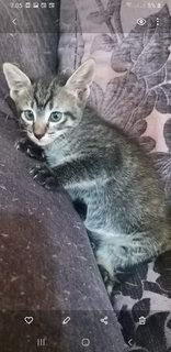 Bengal  Tabby Mixed  Kittens - Bengal + Tabby Cat