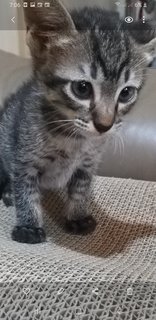 Bengal  Tabby Mixed  Kittens - Bengal + Tabby Cat