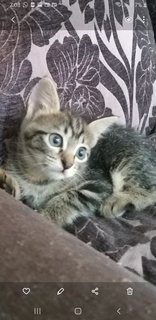 Bengal  Tabby Mixed  Kittens - Bengal + Tabby Cat