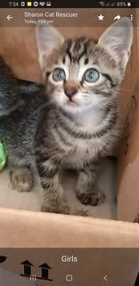 Bengal  Tabby Mixed  Kittens - Bengal + Tabby Cat