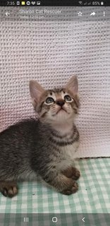 Bengal  Tabby Mixed  Kittens - Bengal + Tabby Cat