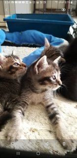 Bengal  Tabby Mixed  Kittens - Bengal + Tabby Cat