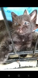 Bengal  Tabby Mixed  Kittens - Bengal + Tabby Cat