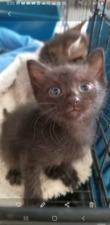 Bengal  Tabby Mixed  Kittens - Bengal + Tabby Cat