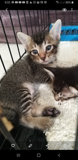 Bengal  Tabby Mixed  Kittens - Bengal + Tabby Cat