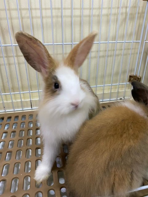 Coffee And Mocha - Lionhead Rabbit