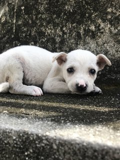 Snowie - Mixed Breed Dog