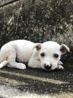 Snowie - Mixed Breed Dog