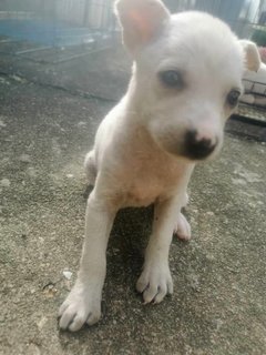 Snowie - Mixed Breed Dog