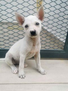 Snowie - Mixed Breed Dog