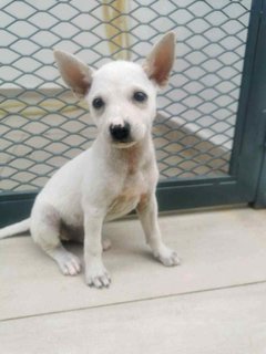 Snowie - Mixed Breed Dog