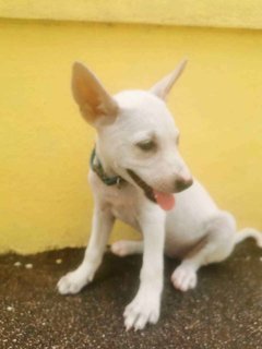 Snowie - Mixed Breed Dog