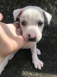 Polar - Mixed Breed Dog