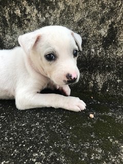 Polar - Mixed Breed Dog