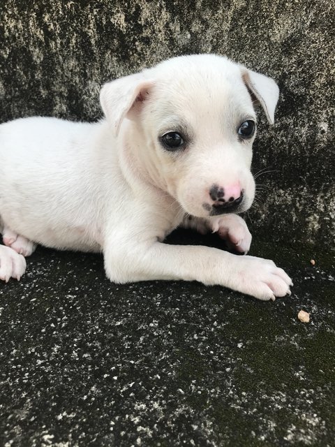 Polar - Mixed Breed Dog