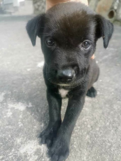 Bear - Mixed Breed Dog