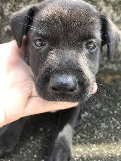 Bear - Mixed Breed Dog