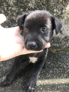 Bear - Mixed Breed Dog