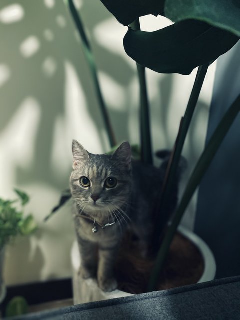 Kelly - American Shorthair Cat