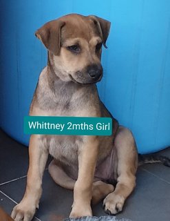 Ger Ger 2mths Girl (Lost) - Mixed Breed Dog