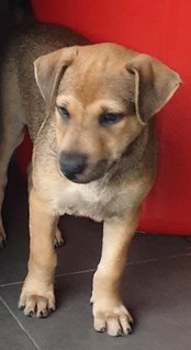 Ger Ger 2mths Girl (Lost) - Mixed Breed Dog