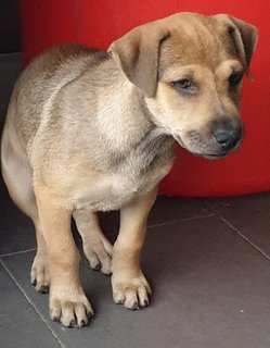 Ger Ger 2mths Girl (Lost) - Mixed Breed Dog