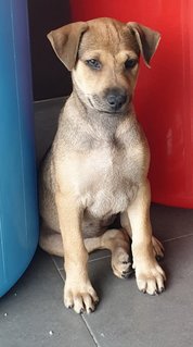 Ger Ger 2mths Girl (Lost) - Mixed Breed Dog