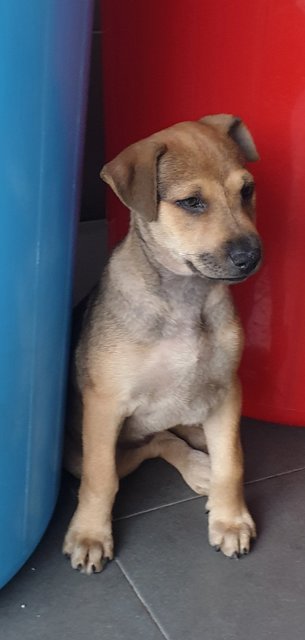 Ger Ger 2mths Girl (Lost) - Mixed Breed Dog