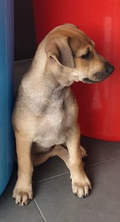 Ger Ger 2mths Girl (Lost) - Mixed Breed Dog