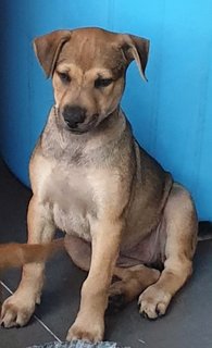 Ger Ger 2mths Girl (Lost) - Mixed Breed Dog