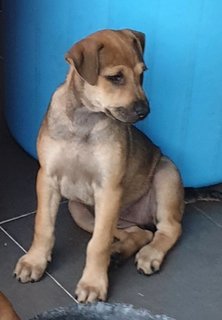 Ger Ger 2mths Girl (Lost) - Mixed Breed Dog