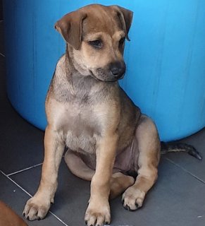 Ger Ger 2mths Girl (Lost) - Mixed Breed Dog