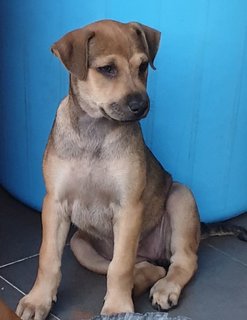 Ger Ger 2mths Girl (Lost) - Mixed Breed Dog