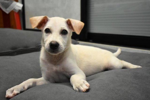 Bella-z - Mixed Breed Dog