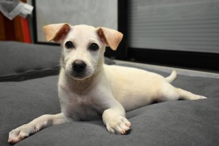 Bella-z - Mixed Breed Dog