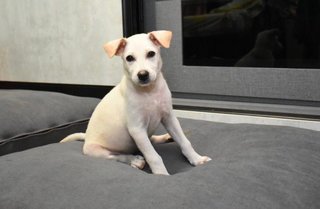 Bella-z - Mixed Breed Dog