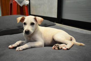 Bella-z - Mixed Breed Dog