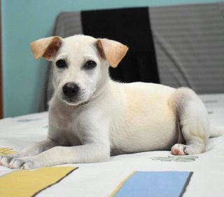 Bella-z - Mixed Breed Dog