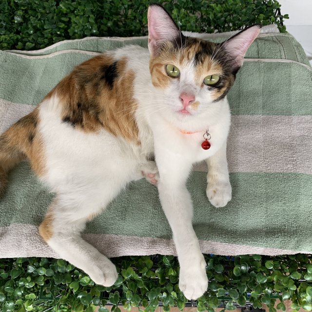 Jane - Calico Cat