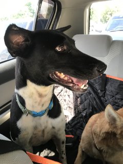 Milky For Adoption - Mixed Breed Dog