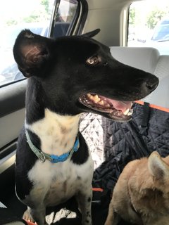 Milky For Adoption - Mixed Breed Dog