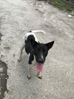 Milky For Adoption - Mixed Breed Dog