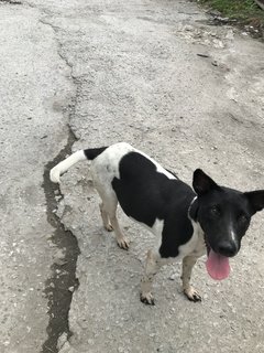 Milky For Adoption - Mixed Breed Dog