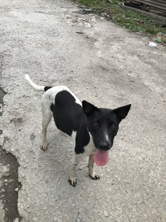 Milky For Adoption - Mixed Breed Dog