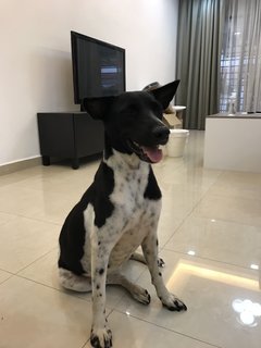 Milky For Adoption - Mixed Breed Dog